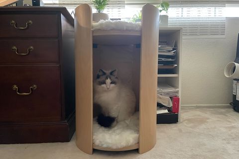 a cat sitting in a mau castillo cat bed