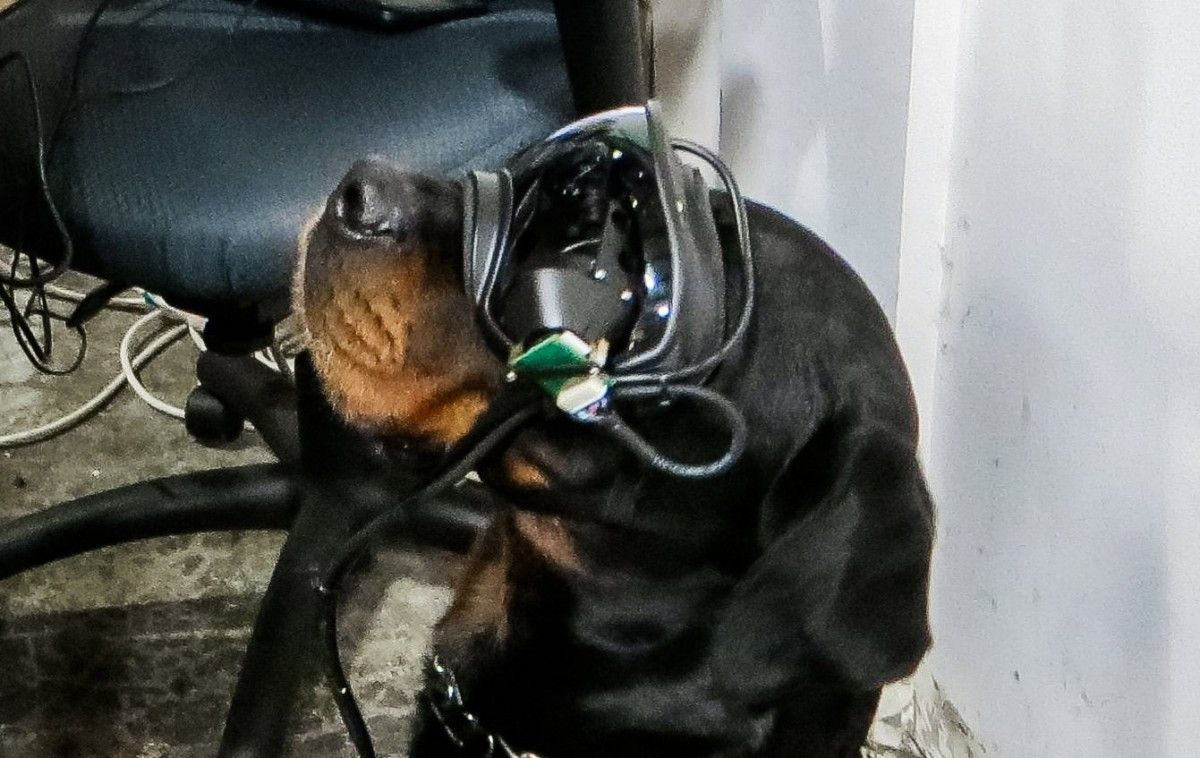 tactical dog helmet and goggles