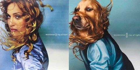 Hair, Hairstyle, Blond, Canidae, Hair coloring, Long hair, Sporting Group, Fictional character, Brown hair, Companion dog, 