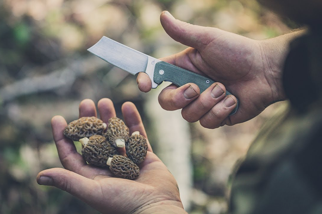 gerber asada folding cleaver in man's hand with truffle mushrooms, outdoors