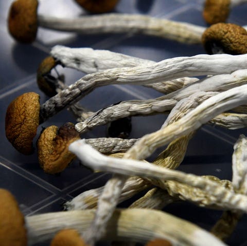 MUSHROOMS MUSHROOMS