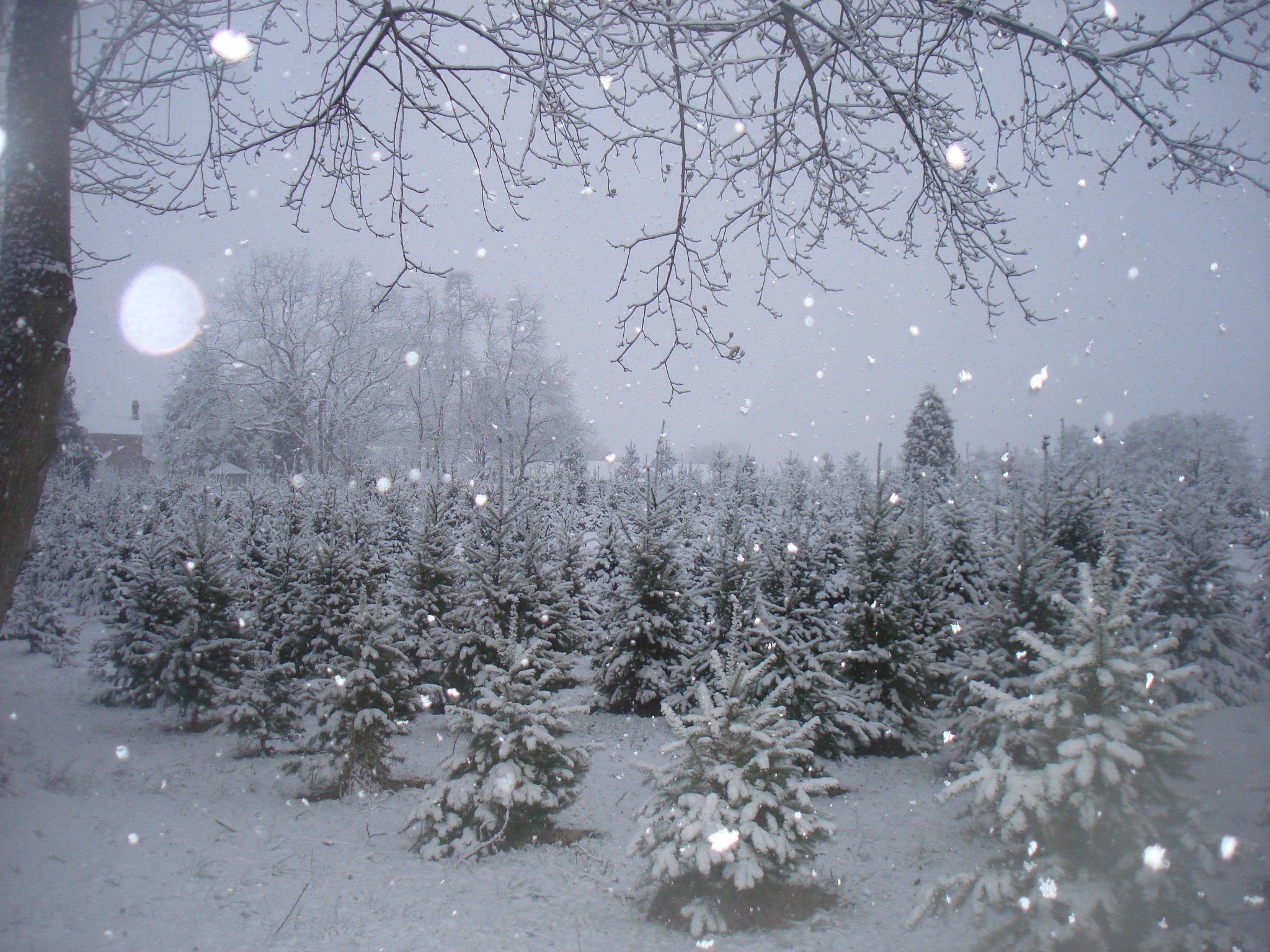 christmas trees near me