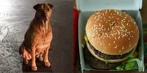 McDonalds Dog