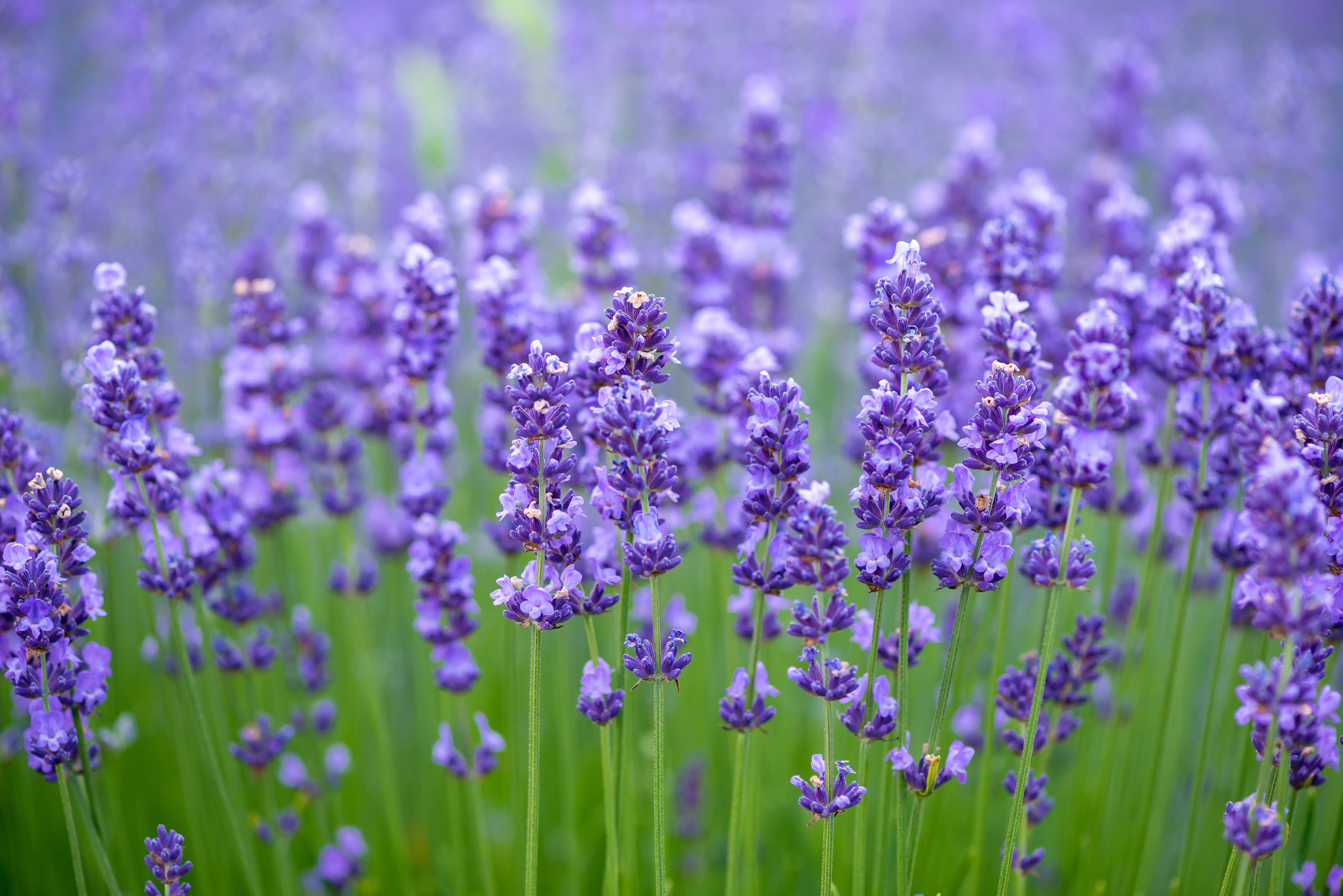 How Long Until Lavender Is Mature Home Guides Sf Gate