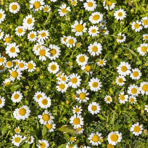 chamomile   ground cover plants