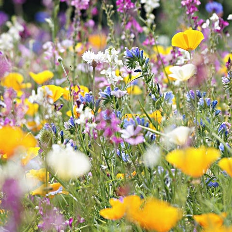 meadow with wildflowers