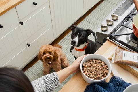 dogs waiting for food