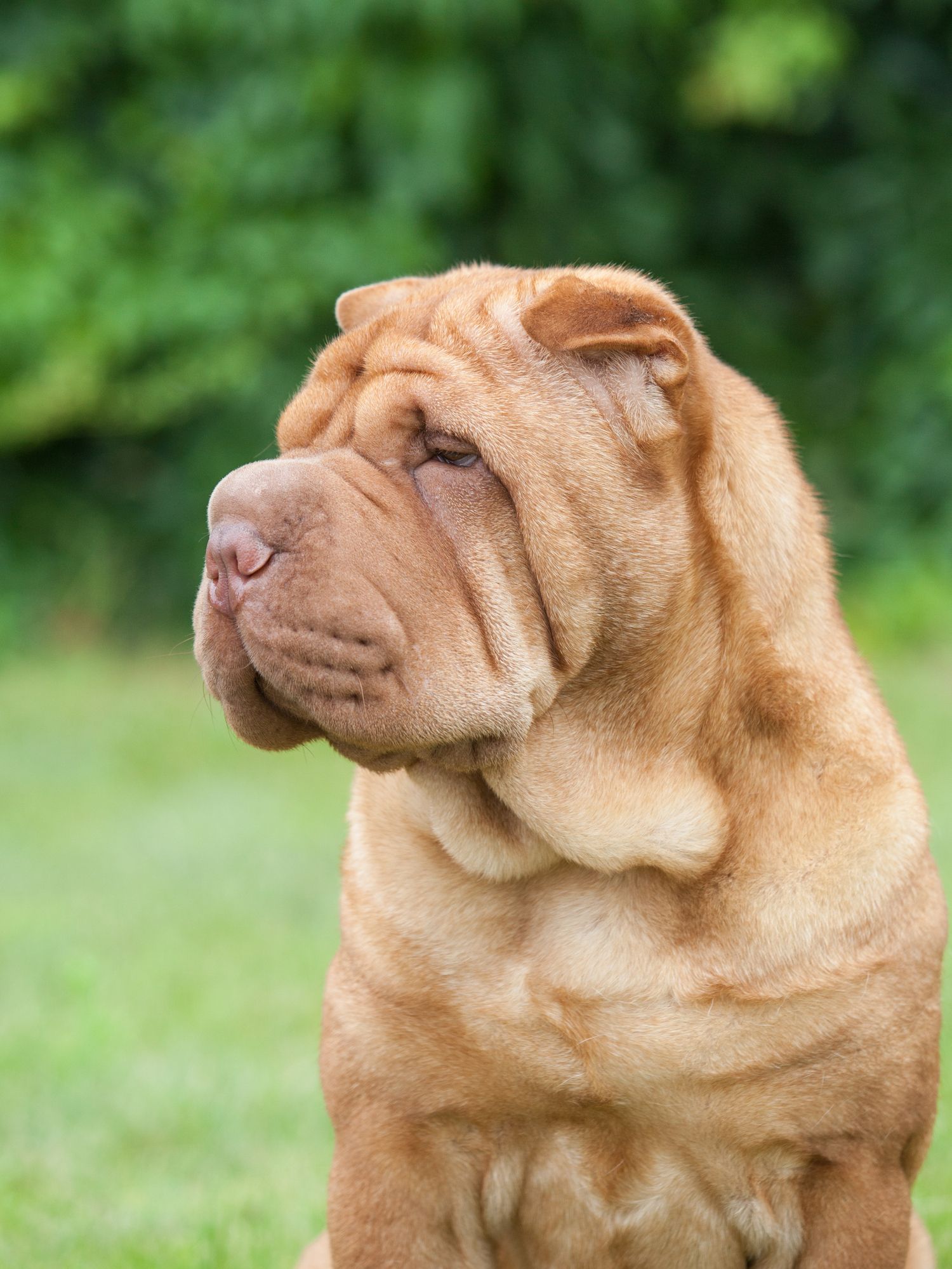 a dog thats look like bread