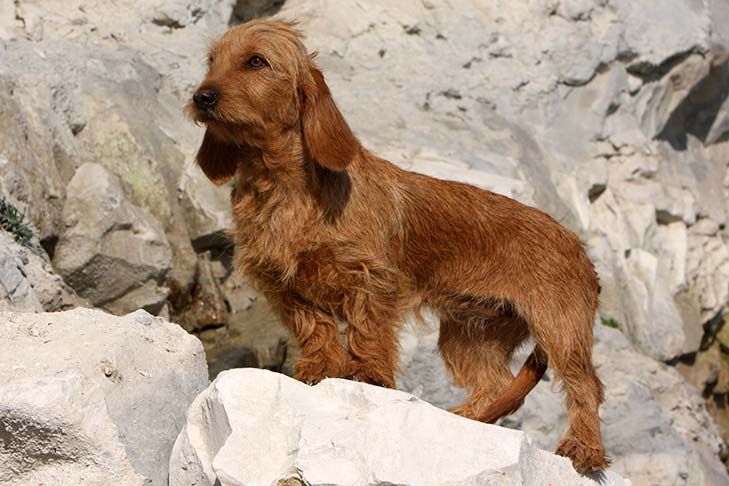 what is the temperament of a griffon fauve de bretagne