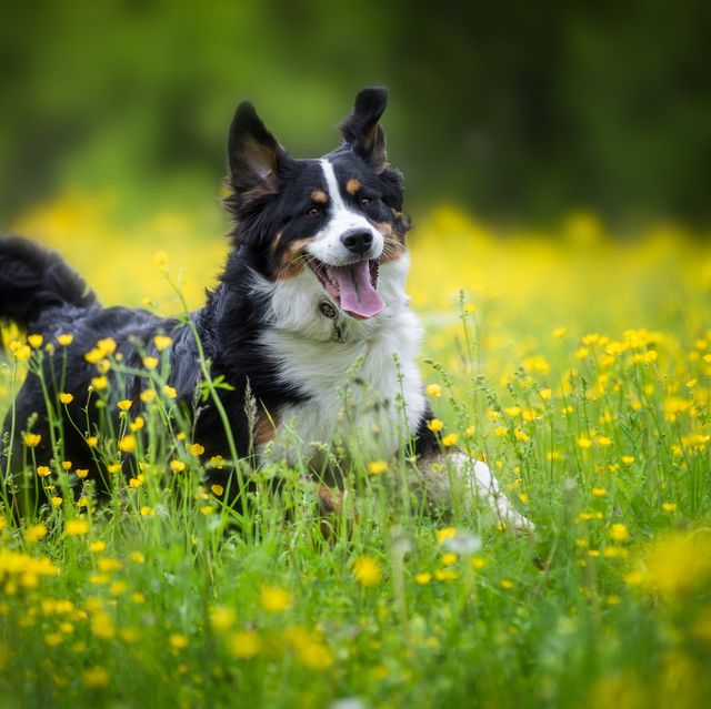 What classifies a medium breed dog