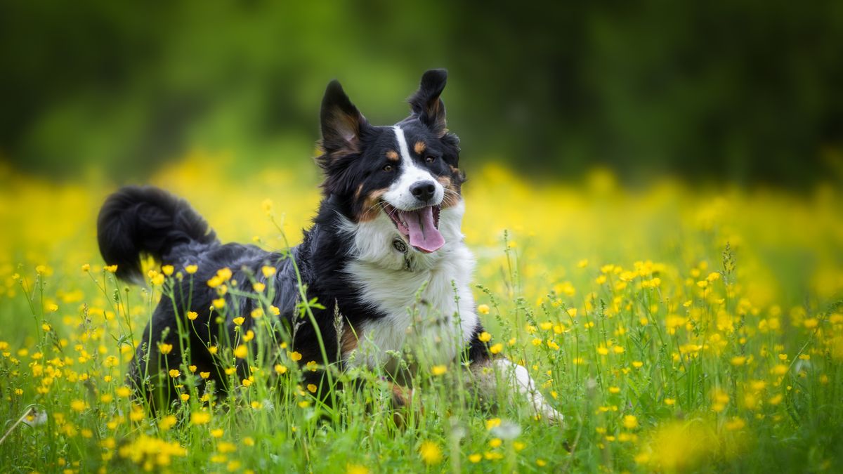 30 Best Medium Sized Dogs - Medium Sized Dog Breeds