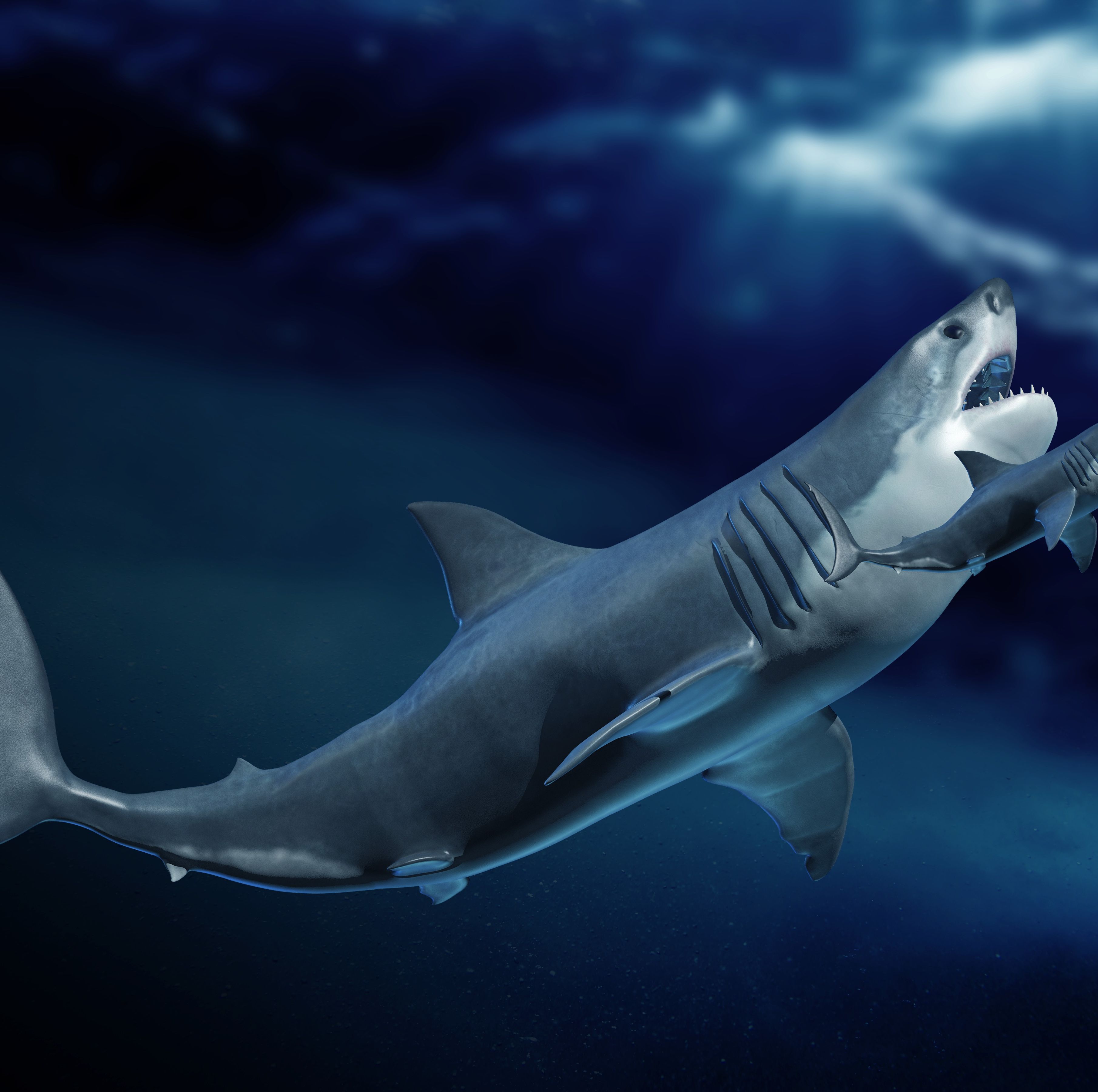 Everything You Need to Know About the Real Megalodon, an Ancient 'Big Tooth' Shark