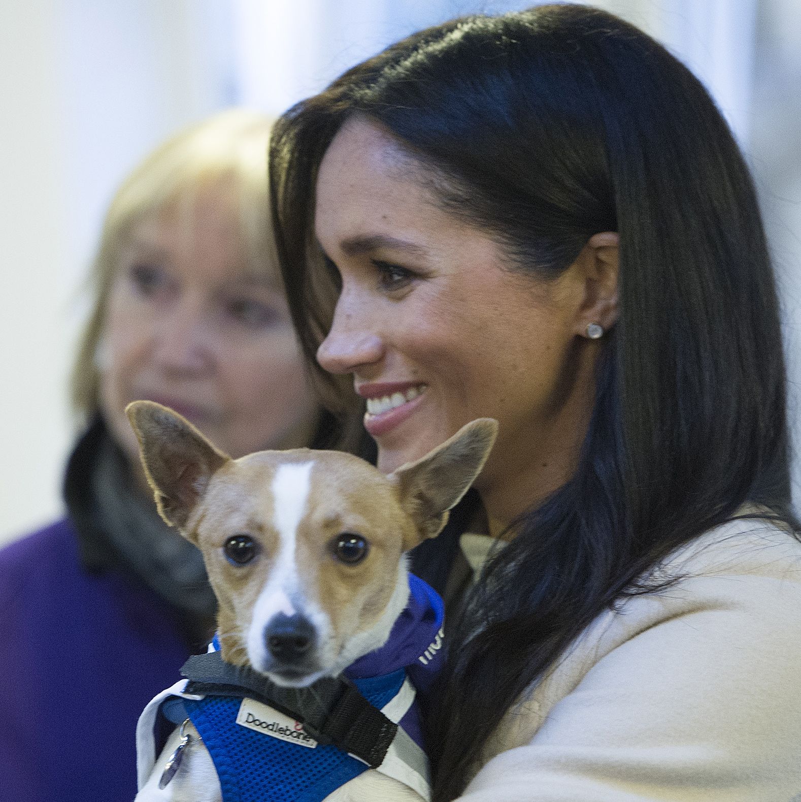 https://hips.hearstapps.com/hmg-prod.s3.amazonaws.com/images/meghan-duchess-of-sussex-meets-a-jack-russell-dog-named-news-photo-1590758084.jpg?crop=1.00xw:0.741xh;0,0