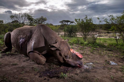 Cosa Fanno Questi Animali Le Foto Di Natura Piu Belle E Strane Dell Anno