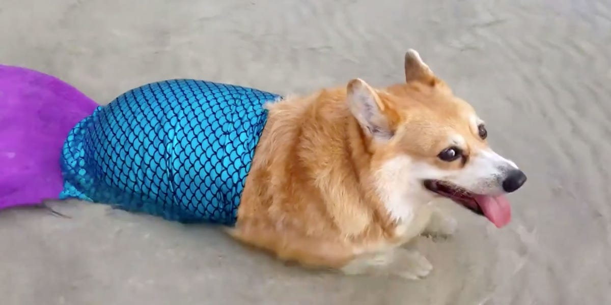 mermaid dog stuffed animal