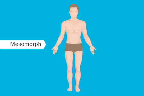Mesomorph body type