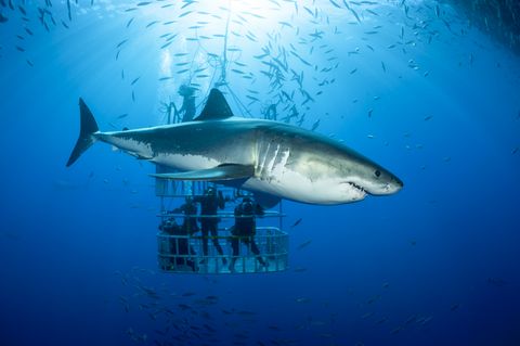 Mexico, Guadalupe, Pacific Ocean, scuba divers in shark cage with white shark, Carcharodon carcharias, in the foreground