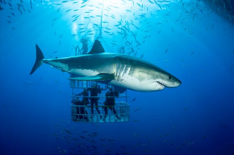 ¿Por qué no hay tiburones blancos en acuarios? Mexico, Guadalupe, Pacific Ocean, scuba divers in shark cage with white shark, Carcharodon carcharias, in the foreground