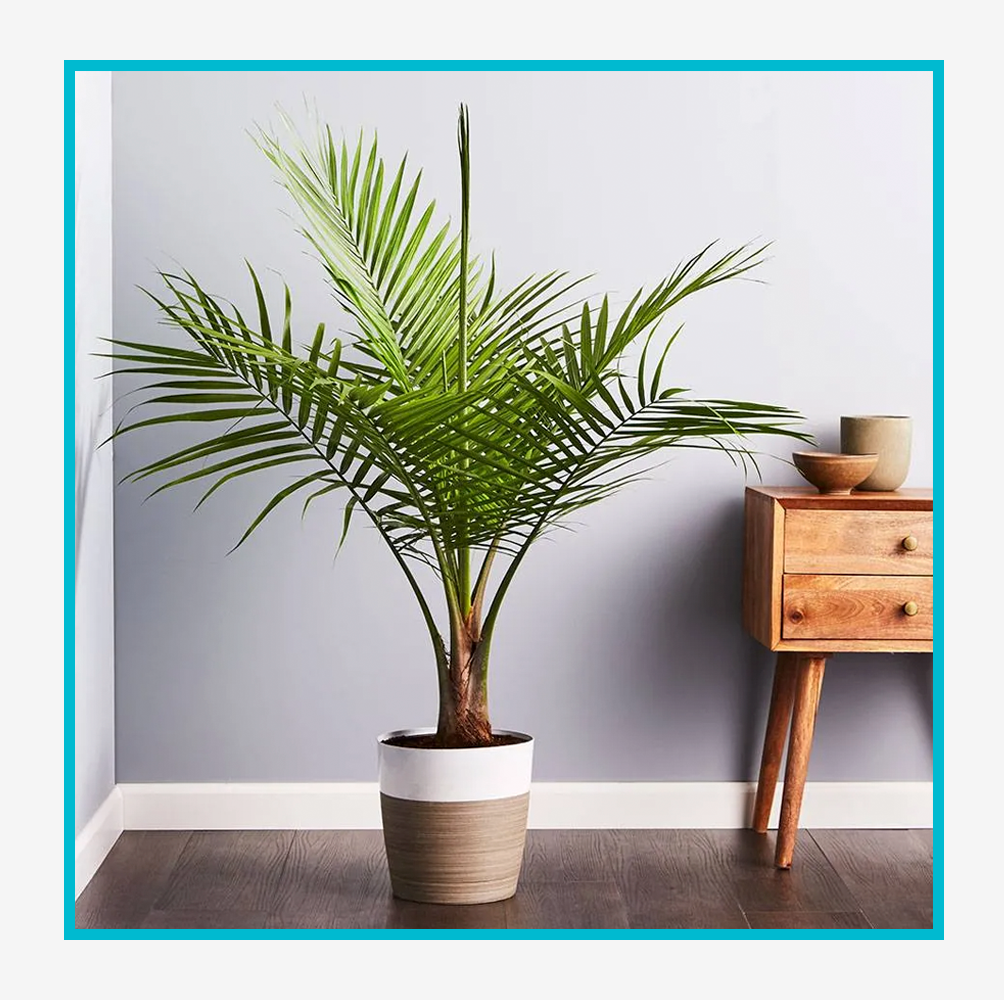 The 20 Best Indoor Plants to Liven up Your Space
