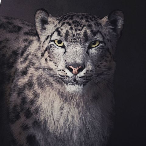Felidae, Snow leopard, Bengal tiger, Wildlife, Big cats, Whiskers, Fur, Terrestrial animal, Snout, Eye, 