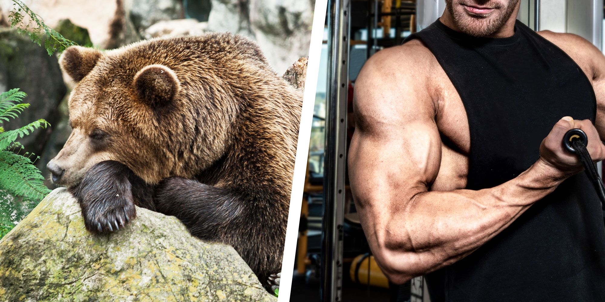 When Muscle Bears Attack