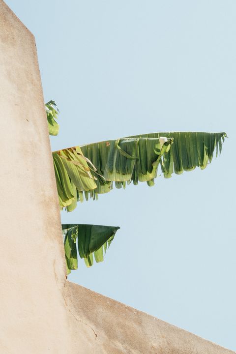 Green, Leaf, Botany, Palm tree, Plant, Tree, Arecales, Architecture, 