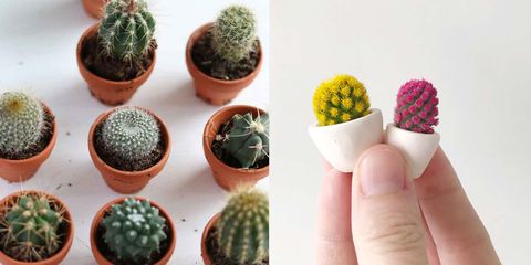 Micro-cactussen zijn de du moment.