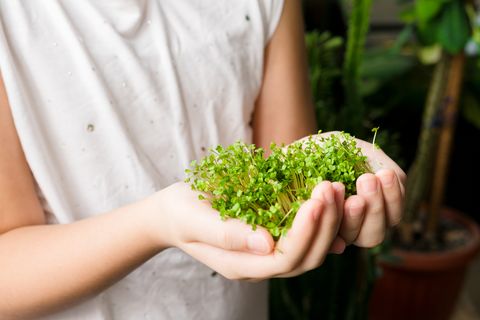 microgreen arugula sprouts in girl hands raw sprouts, microgreens, healthy eating and super food concept selective focus