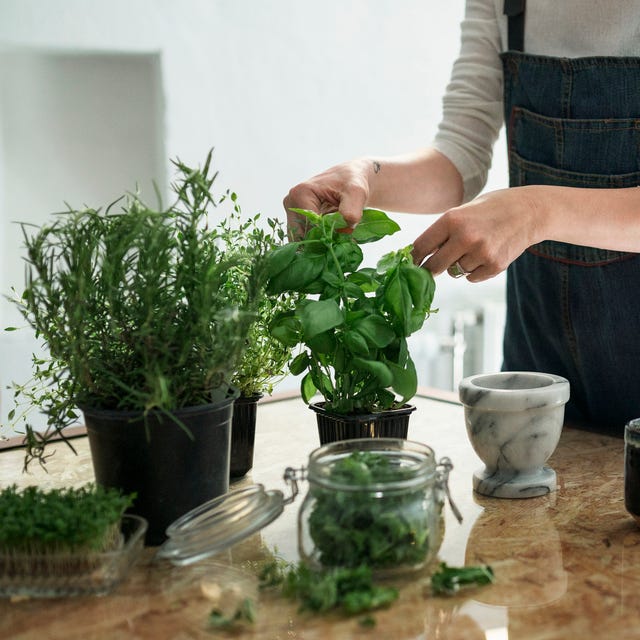 Easiest Herbs To Grow For Indoor And Outdoor Gardens