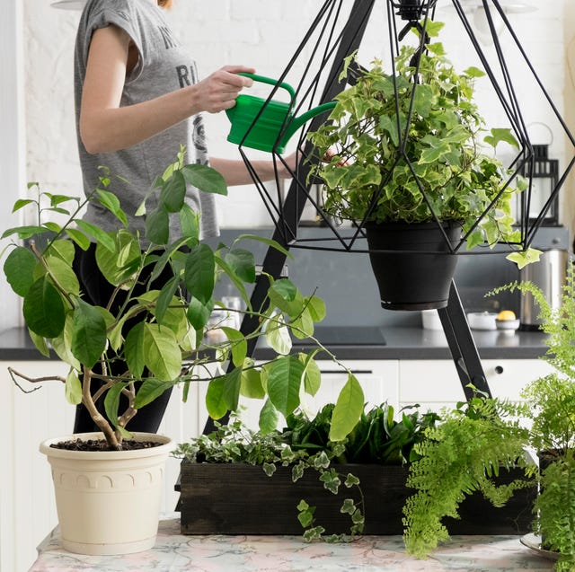 Amazon Deal Of The Day Costa Farms Plant Sale Amazon Deal Of The Day Costa Farms Plant Sale