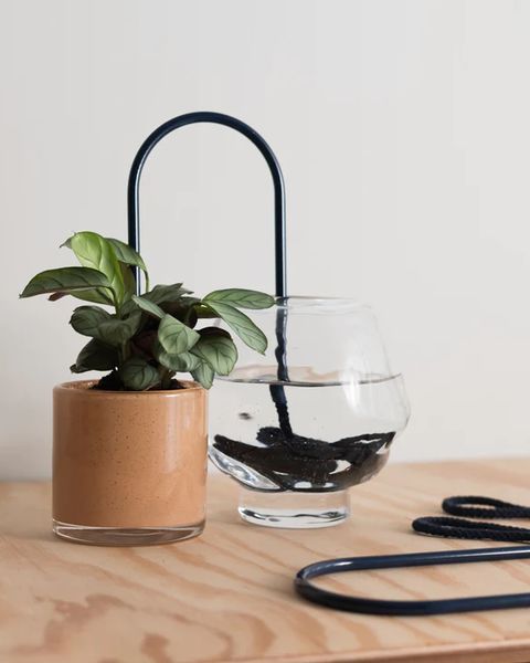 a plant in a pot using plant straws to self water