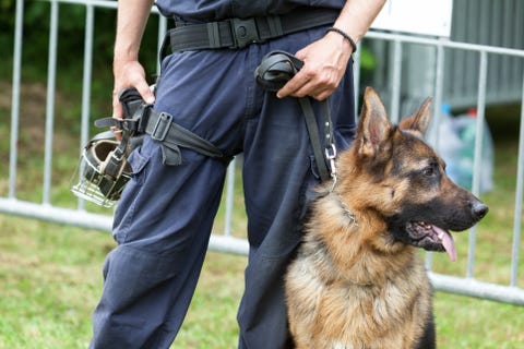 Dogs Are Being Trained to Intervene in School Shootings