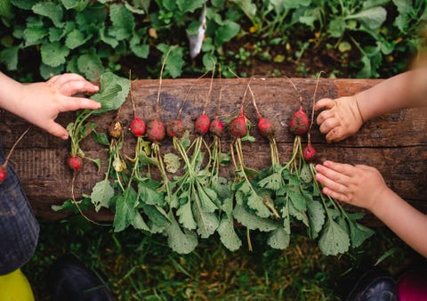 Picked radishes, outdoors gardening