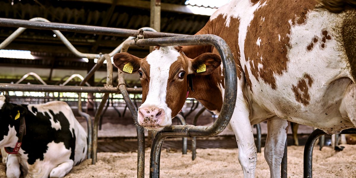 Hoe kun je koeien het beste melken?