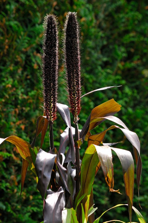 Fountain Grass pearl millet purple baron pennisetum glaucum