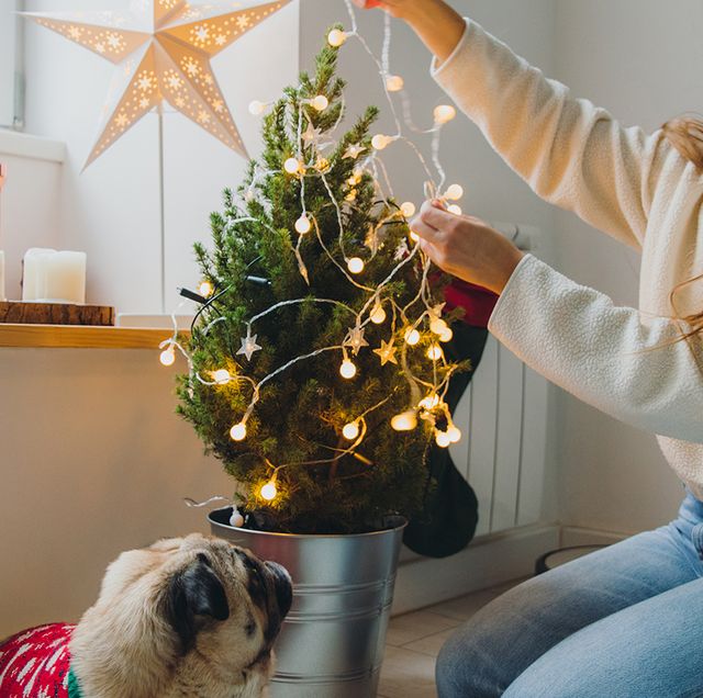 woman stringing christmas lights on mini tree next to dog