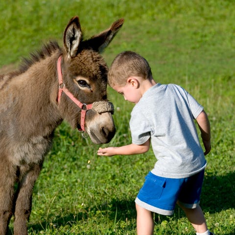 Mini-Esel gutes Haustier