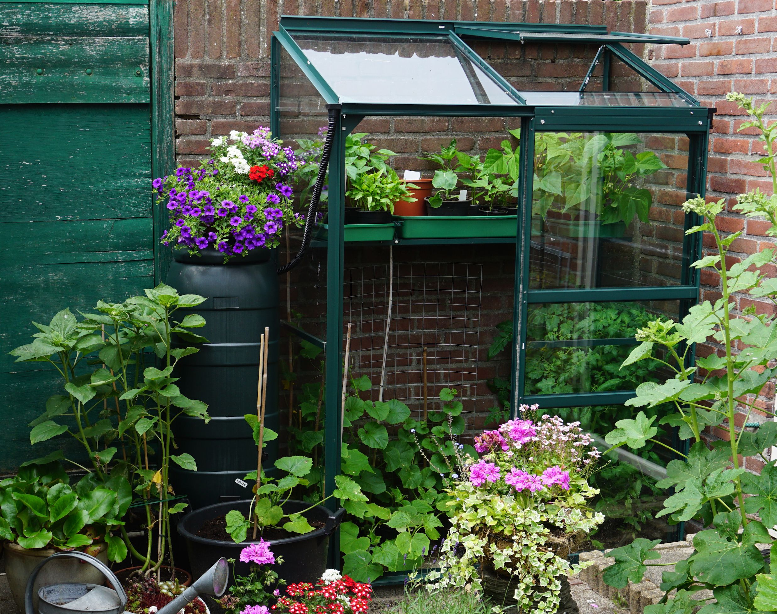 the-best-colourful-blooms-to-grow-in-a-small-greenhouse-flipboard