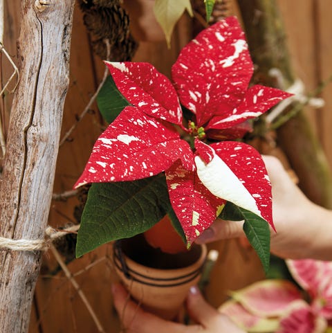 Stella Di Natale Princettia.Poinsettia Care Tips 13 Golden Rules For A Poinsettia Plant