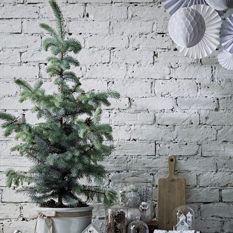 Caring For A Potted Christmas Tree - Real Christmas Trees In Pots