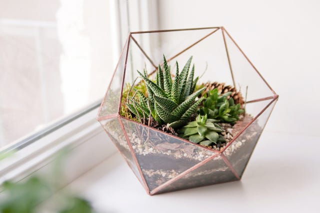 How To Make A Terrarium Build A Terrarium In 6 Steps