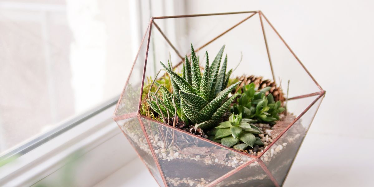 10 Of The Best Terrarium Kits To Create, Mini Succulent Garden