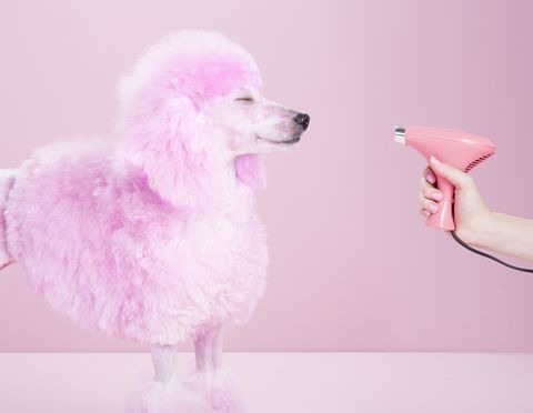 Miniature Pink poodle,poodle, pink pampered poodle