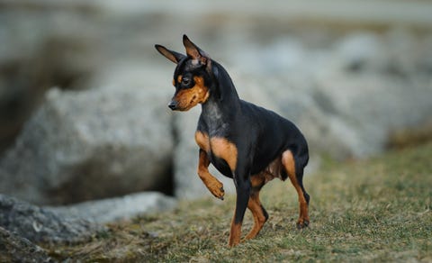 miniature pinscher standing on field