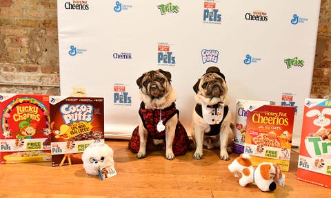 Cute Dog Pictures - Minnie and Max 