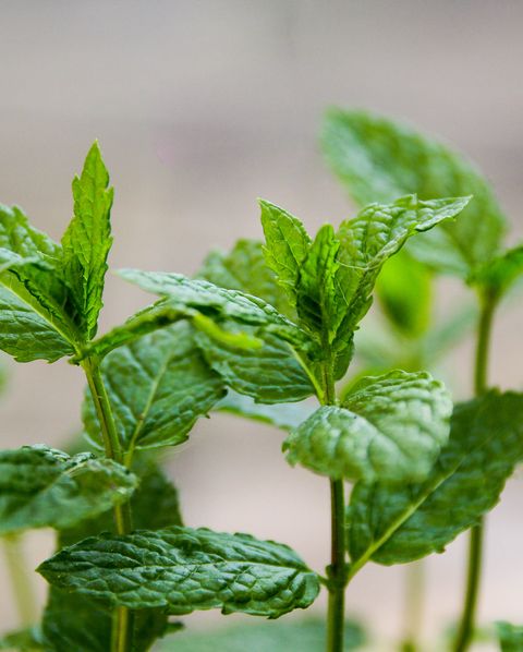 fresh mint plant, close up