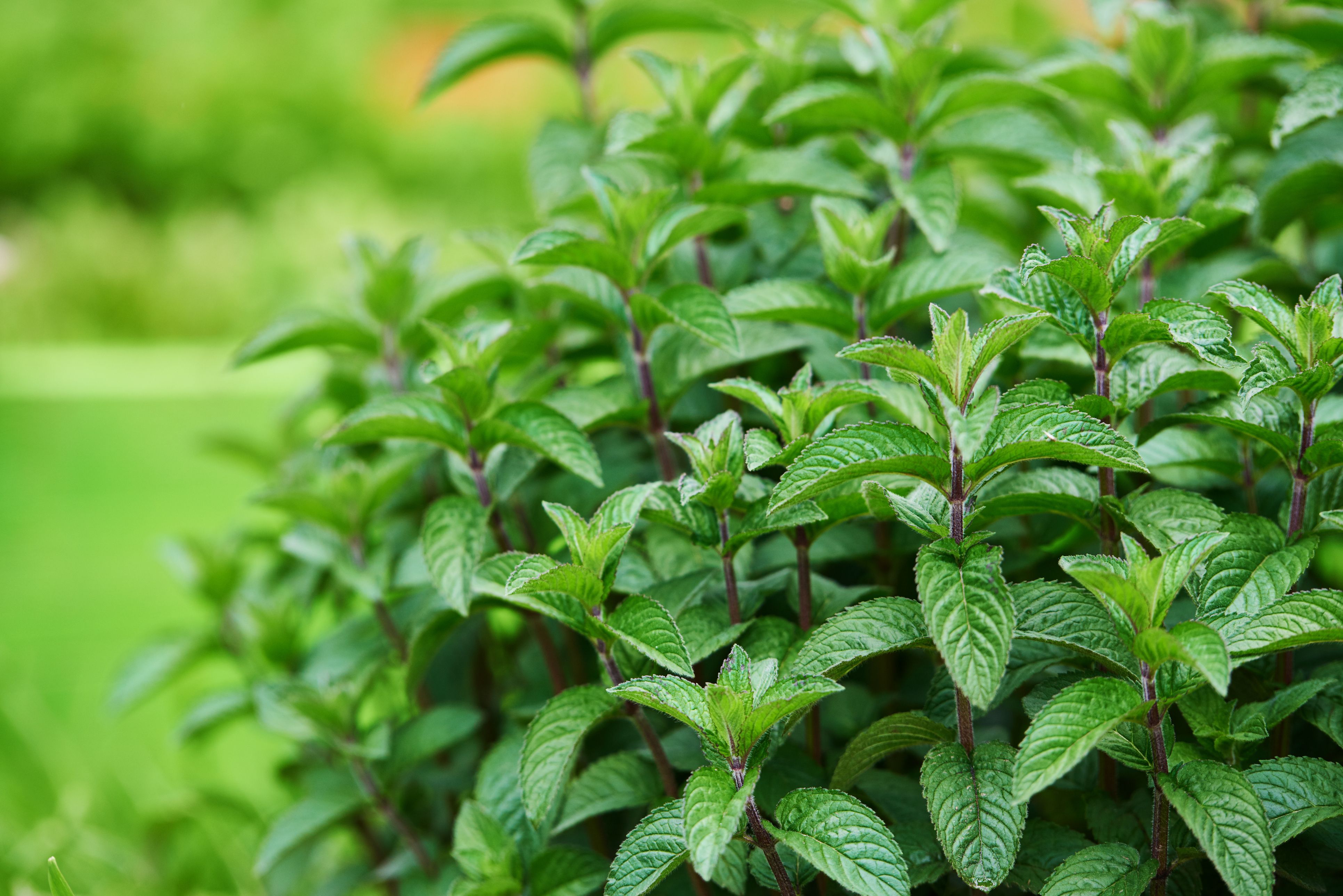 mint leaves edible