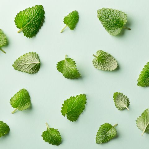 Mint leaf pattern on pastel background. Variation of peppermint leaves viewed from above. Top view
