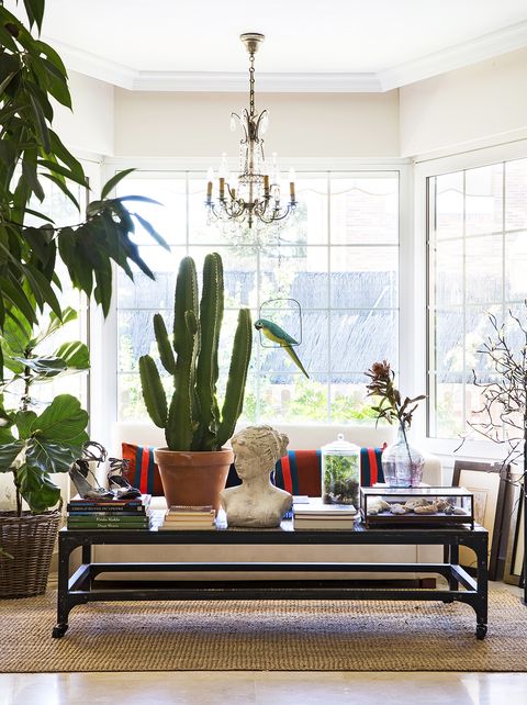 mirador del salón con cactus y plantas