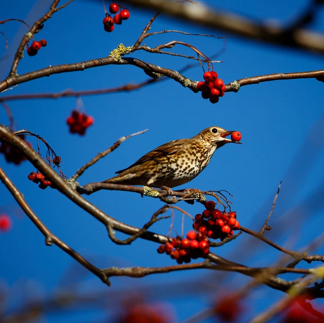 plants to attract birds to garden